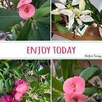 ハナキリン,ブーゲンビリア,ポインセチア,コラージュ,初めての夏越しの画像