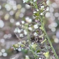 ナズナ,ミニバラ・グリーンアイス,ウツボカズラ,手乗りハス　暁天,今日のお花の画像