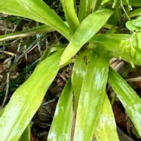 ユッカ,庭の画像