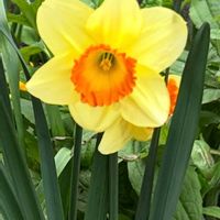 スイセンの画像