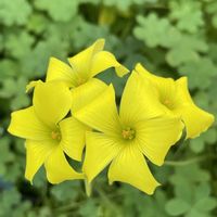 カロライナジャスミン,えんどう豆,おおきばなカタバミの画像