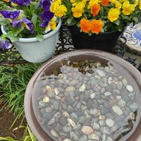 タイム,ミント,パンジー,ビオラ,ルバーブの画像