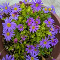 ブラキカム,PR,サカタのタネ,ストック マイムMIX,パワフルシリカモニターの画像