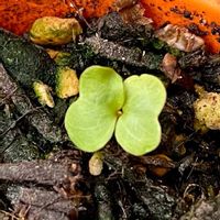 サルスベリ,サルスベリ,実生,種から,ベランダ園芸の画像