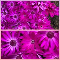 サイネリアの画像