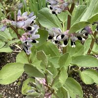 花のある暮らし,チーム福岡,われら17年組,元気に育ててますよ,家庭菜園の画像