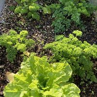 マイブーム,チーム福岡,われら17年組,元気に育ててますよ,素敵な種播きっこの画像