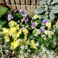 アリッサム,シロタエギク,ストック,パンジー,葉牡丹の画像