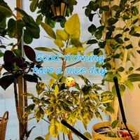 アガベ,フィカス・アルテシマ,フィカス ルビー,フィカス,フィカス ベンガレンシスの画像