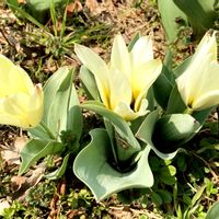 クロッカス,スイセン,パンジー,原種チューリップ,散歩にての画像