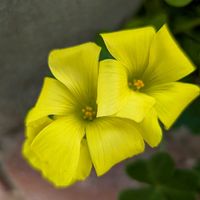 スイセン,ヒメリュウキンカ,ヒメリュウキンカ,水仙,カレンジュラの画像