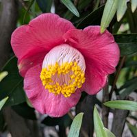 ツバキ,お出かけ先の画像