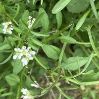 ナズナ,ラナンキュラス,タネツケバナ（種漬花）,今を生きる,人に優しくの画像