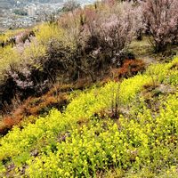 サンシュユ,ボケ,ミモザ,ナノハナ,カワヅザクラの画像