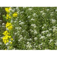 ナズナ,グンバイナズナ,かわいいな♡,花のある暮らし,お花が好き♡の画像