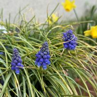 ハナニラ,ムスカリ,ガーデニング,ナチュラルガーデン,雑草の画像