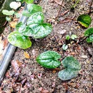 アプローチの画像