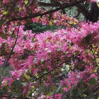 サクラ,チューリップ,ユキヤナギ,パンジー,パンジーの画像