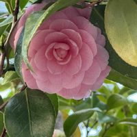 ネモフィラ,ミニ水仙,乙女椿,ピンクのお花,黄色のお花の画像