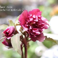 クリスマスローズ,鉢植え,庭の花,花のある暮らし,季節の移ろいの画像