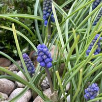 ムスカリ,咲いた！,花のある暮らし,うれしい！,元気になるの画像