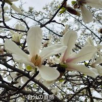 コブシ,花のある暮らしの画像