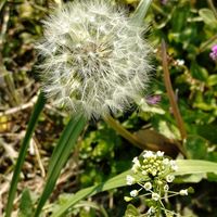 ナズナ,タンポポ,タネツケバナ,アラビス　プロクレンス,アラビス　バリエガータの画像