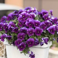 パンジー,明幸園 オリジナルセレクションの画像