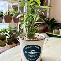 アデニウム,アデニウム オベスム,観葉植物,ダイソー,インテリアグリーンの画像