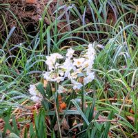 スイセン,ムスカリ,水仙,かたつむり,日の出！の画像