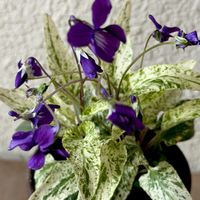 スミレ,錦スミレ,錦スミレ,山野草,斑入り好き♡の画像