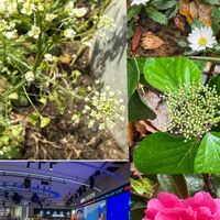 ガマズミ,ガマズミ,ツバキ,ツバキ,ナズナの画像