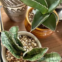 サンスベリア,サンスベリア サムライドワーフ,サンセベリア サムライドワーフ,サンセベリア クレオパトラ,サンスベリア クレオパトラの画像