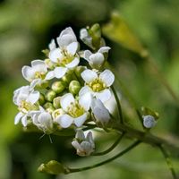 シクラメン,ツルニチニチソウ,ナズナ,ペンペン草,お散歩写真の画像