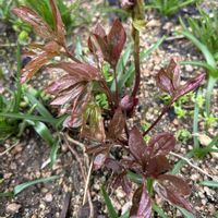 芍薬(シャクヤク）,花が好き,無農薬❤家庭菜園,野菜が好き,庭の画像