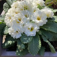プリムラ,花のある暮らし,新しい仲間,おうち園芸,花咲く乙女たち♡の画像