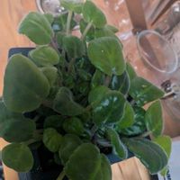 セントポーリアの画像