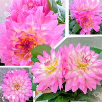 ガザニア,ダリア,大輪ガザニア,ダリア大輪,ダリア　マキシの画像