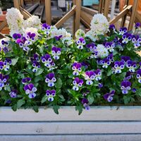 ストック,ストック,ビオラ ブルーラビット,ビオラ ブルーラビット,寄せ植えの画像