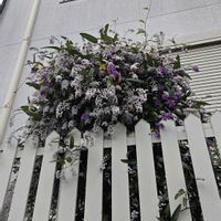 ハーデンベルギアの画像