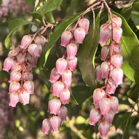 アセビ,馬酔木(アセビ）,花のある暮らし,お家の植物,お家で園芸の画像