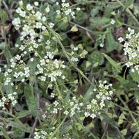 チューリップ,ナズナ,ナズナ,ヒヤシンス,ヒヤシンスの画像