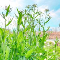 クレソン,セリ,ナズナ,春の七草,食べられる野草の画像