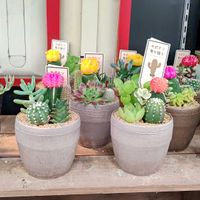 サボテン,多肉植物,観葉植物,多肉寄せ植え,多肉植物とサボテンの画像