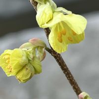 ヒュウガミズキ,植栽,住宅街,佐鳴湖周り,トサミズキと似ている花の画像