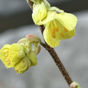 ヒュウガミズキ,植栽,住宅街,佐鳴湖周り,トサミズキと似ている花の画像