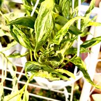 ポトス,サトイモ科,斑入りポトス,ポトス テルノスーパーイエローサンシャイン,ポトス テルノスーパーイエローサンシャインの画像