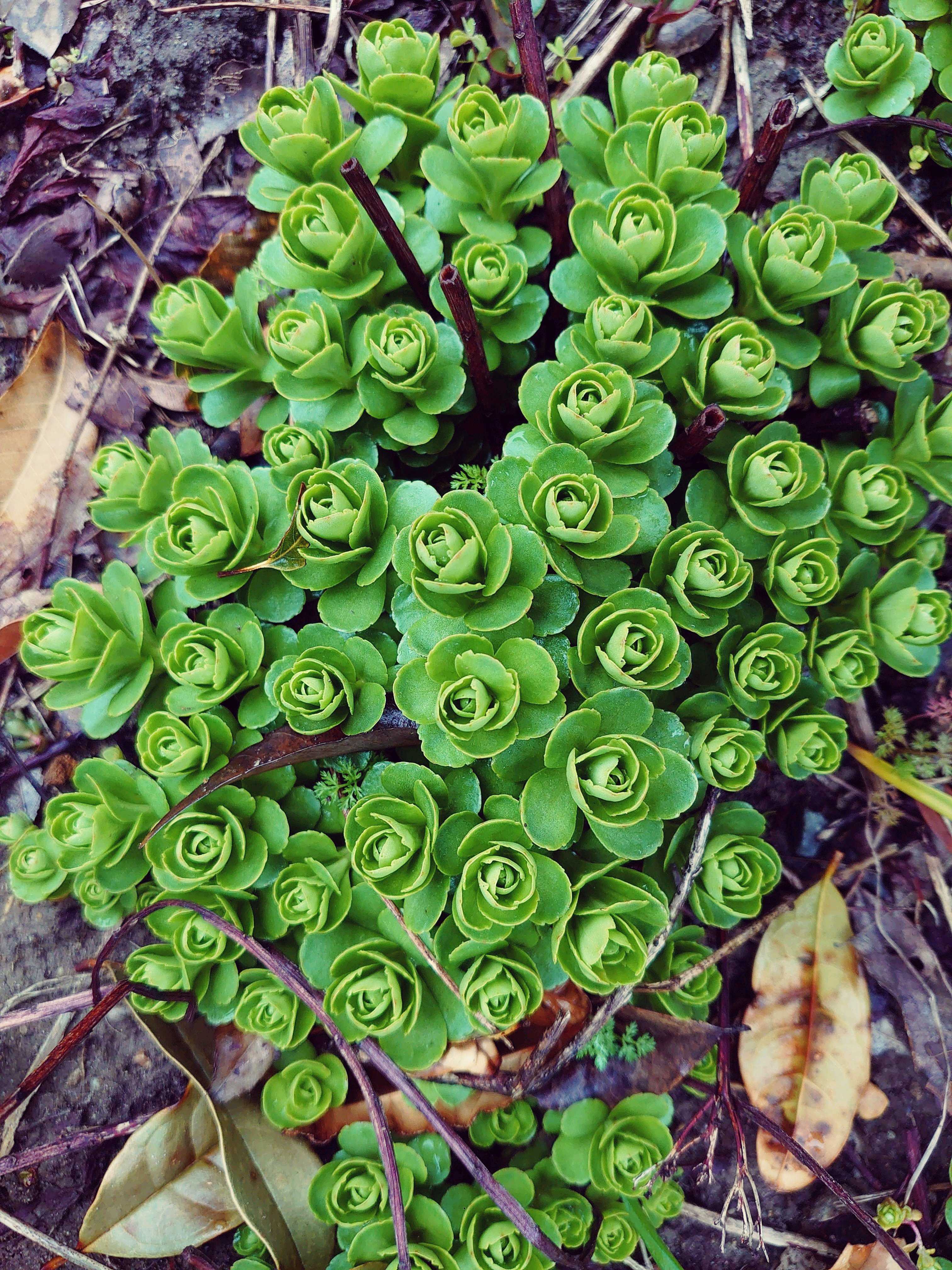 キリンソウ(麒麟草)の育て方｜植え付けや植え替えの時期は