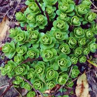 キリンソウの画像