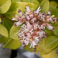 フッキソウ,ヒサカキ,フッキソウ　富貴草,フッキソウ　富貴草,ツゲ科フッキソウ属の画像